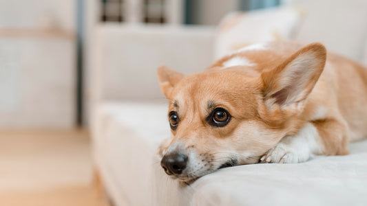 Paw-some Solutions: Helping Your Pet with Separation Anxiety